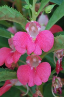 Pembe balsam