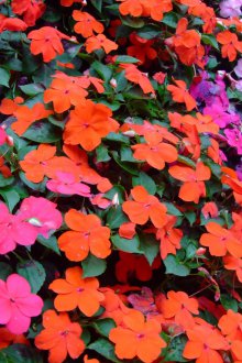 Balsam waller