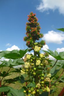 Castor Bean Meyvesi