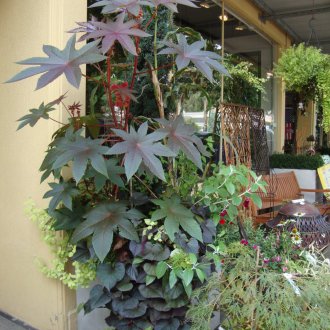 Verandada hint yağı