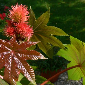 Castor Bean Zazinbar