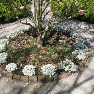 Lobularia ağacının altında