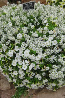 Lobularia çalı