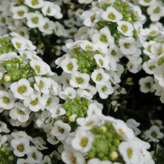 Lobulyariya