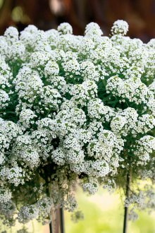 Lobularia dikimi