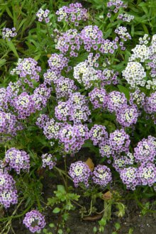 Lobularia sahil
