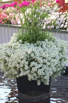 Lobularia Kar Prensesi