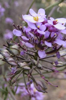 Iberis linifolia