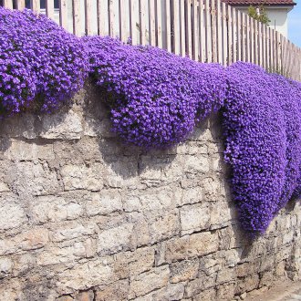 Aubrieta bahçe dekor içinde