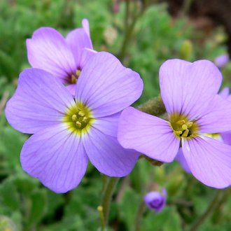Aubrieta Menekşe