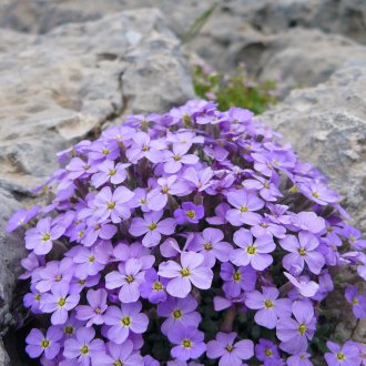 Aubriet flowerbed adlı