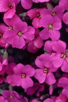 Yıllık Aubrieta