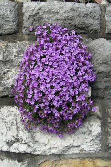 Bahçe içinde Aubriet