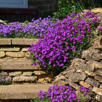 Rockariya Bölgesindeki Aubrieta