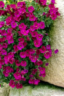 Aubrieta pembe