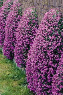 Aubriet bahçede