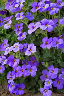 Aubrieta mavisi