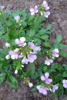Büyüyen Aubrieta