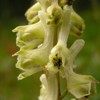 Sakallı Aconite