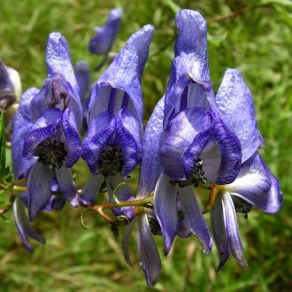 Aconite kavisli