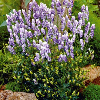 Aconite iki ton
