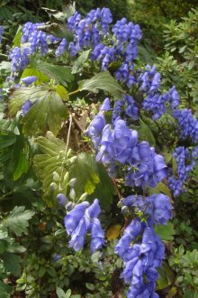 Aconite Balıkçısı