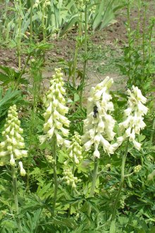 Aconite Gringa