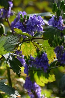 Aconite Hemsley