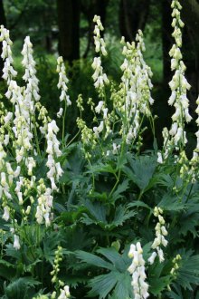 Aconite Ivorin