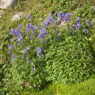 Aconite ormanı
