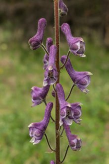 İniş Aconite