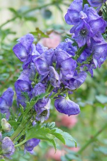 Aconite Bakımı