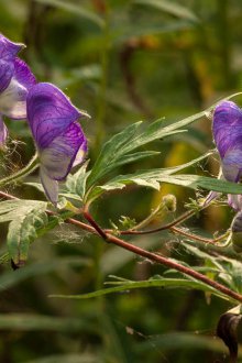Kıvırcık Aconite