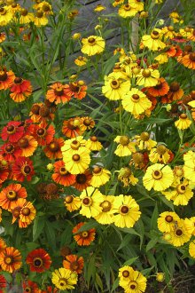 Gelenium Blumenbeet