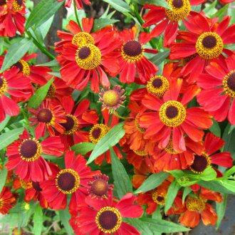 Gelenium Staude