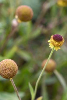 Gelenium Puberlum