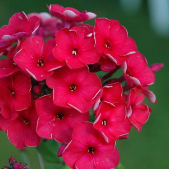 Bir yazlık için Phlox yıllık çiçek