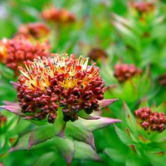 Bir yazlık için çok yıllık Rhodiola