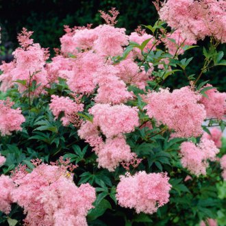 Yıllarca pembe meadowsweet vermek