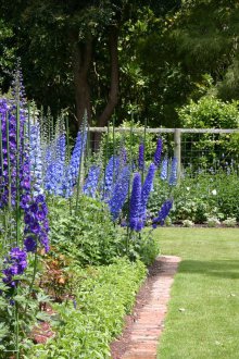 Yüksek delphinium vermek için çok yıllık