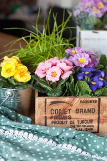 Provence iç çuha çiçeği