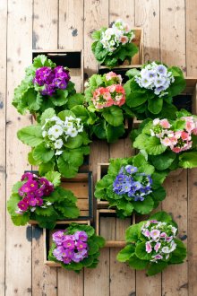 Primrose Bakımı