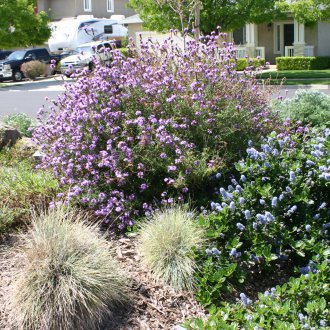 Verbena California