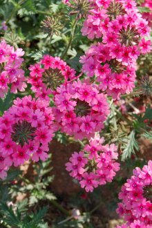 Verbena officinalis