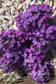 Rockeries Verbena