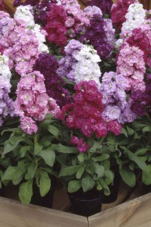 Matthiola İniş