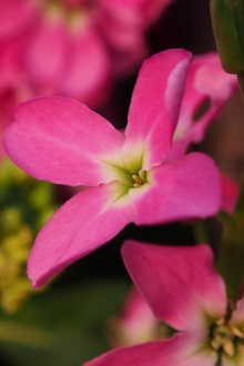 Pembe matthiola