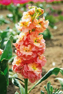 Büyüyen matthiola