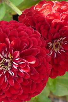 Kadife Zinnia