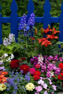 Zinnia flowerbed içinde
